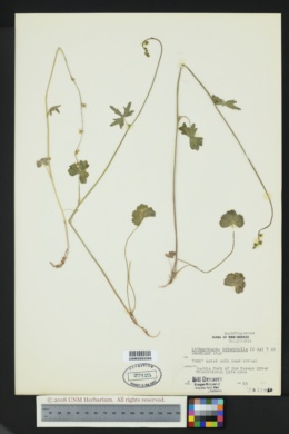Image of Lithophragma heterophylla