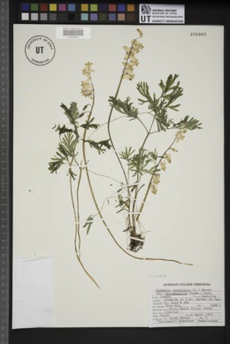 Dicentra cucullaria var. occidentalis image