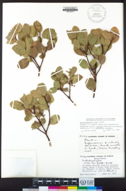 Arctostaphylos mewukka subsp. truei image
