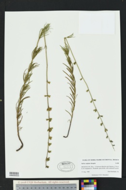 Image of Salvia reptans