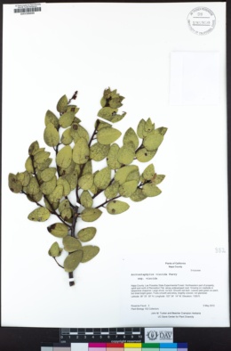 Arctostaphylos viscida subsp. viscida image