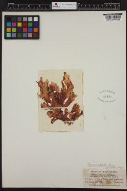 Hymenena setchellii image