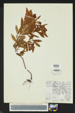 Image of Spiraea virginiana