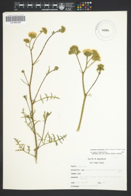 Image of Chaenactis artemisiifolia