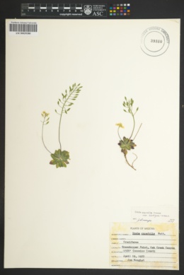 Draba asprella image