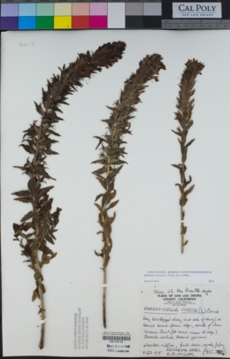 Image of Bellardia viscosa