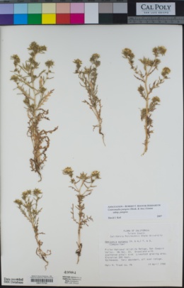 Centromadia pungens subsp. pungens image