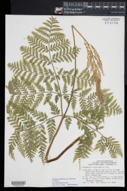 Botrypus virginianus subsp. virginianus image