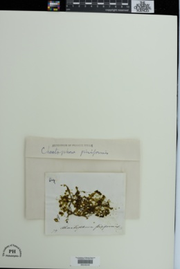 Chaetophora pisiformis image