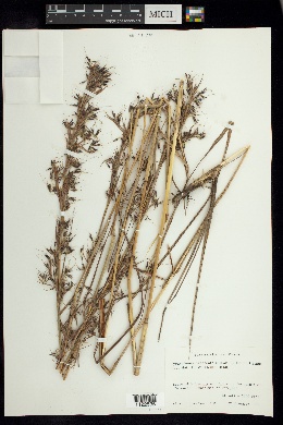 Hyparrhenia bracteata image