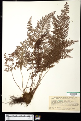Image of Dryopteris glabra var. flynnii