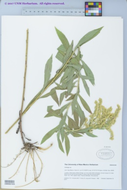 Solidago lepida subsp. lepida image