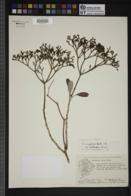 Eriogonum thompsoniae var. matthewsiae image
