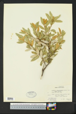 Quercus chrysolepis var. nana image