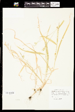 Phalaris coerulescens image