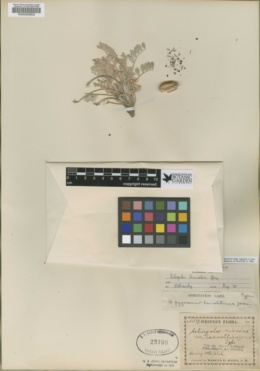 Image of Oxytropis nigrescens
