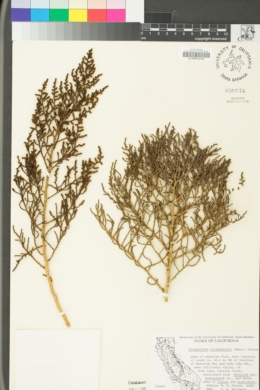 Allenrolfea occidentalis image