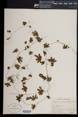 Lygodium palmatum image