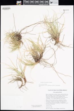 Carex bajacalifornica image