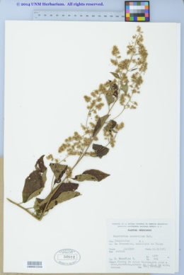 Eupatorium scabrellum image