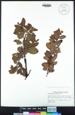 Arctostaphylos crustacea subsp. rosei image