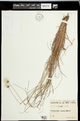 Eriophorum vaginatum image