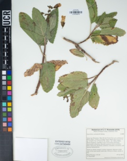 Lepechinia cardiophylla image