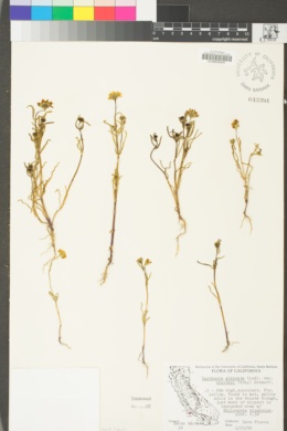 Lasthenia glabrata subsp. coulteri image