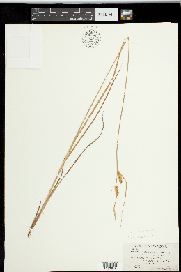 Carex x stenolepis image