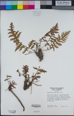 Pedicularis densiflora image