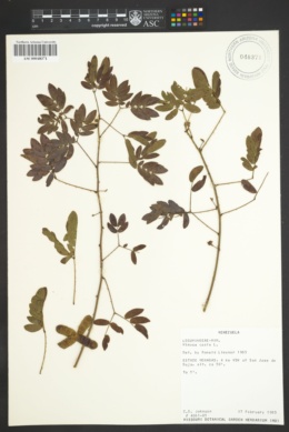 Mimosa casta image