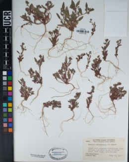 Phacelia austromontana image