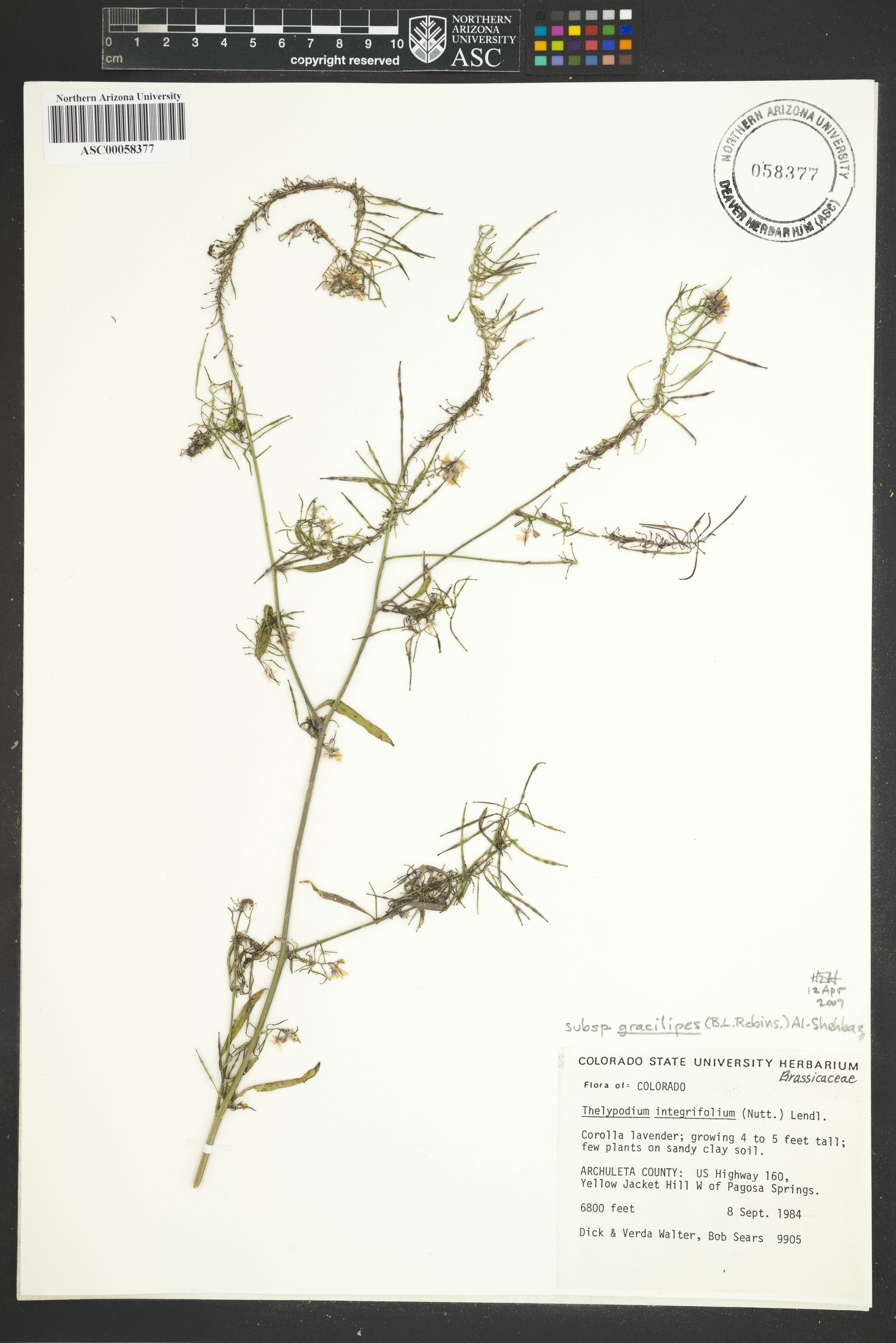Thelypodium integrifolium subsp. gracilipes image