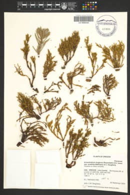 Image of Arceuthobium campylopodum