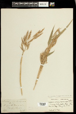 Arundinaria gigantea subsp. macrosperma image