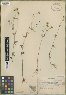 Coreopsis congregata image