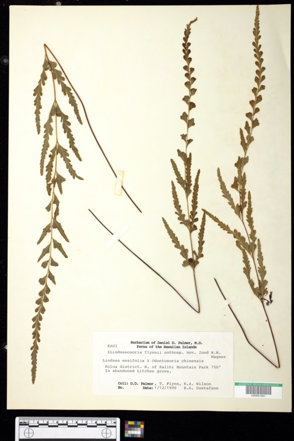 Lindsaea ensifolia x Sphenomeris chinensis image