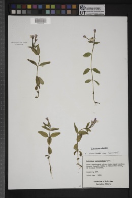 Image of Epilobium platyphyllum