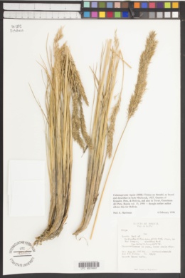 Calamagrostis rigida image