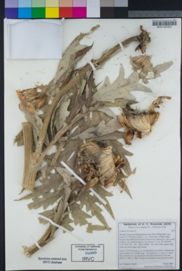 Cynara cardunculus subsp. cardunculus image