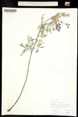 Image of Lupinus plattensis