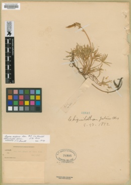 Lupinus madrensis image