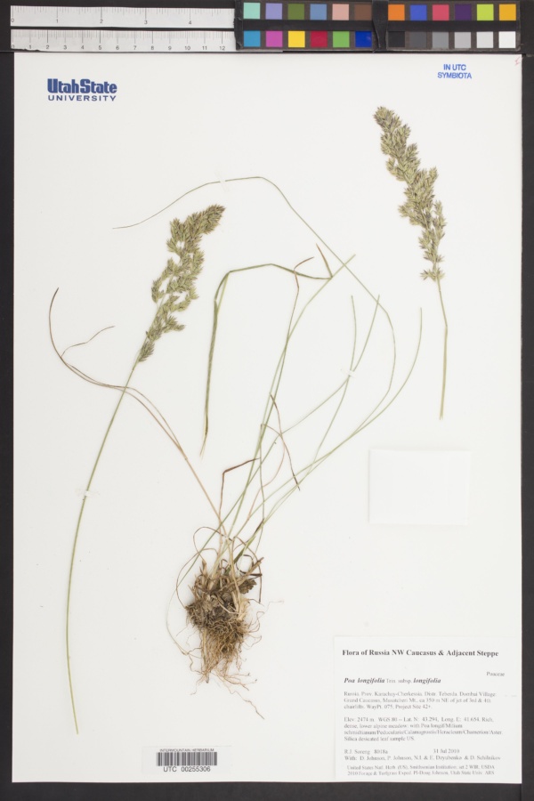 Poa longifolia subsp. longifolia image