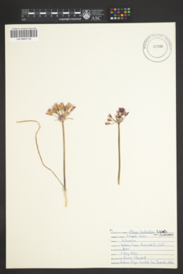 Image of Allium eurotophilum