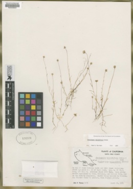 Pentachaeta bellidiflora image