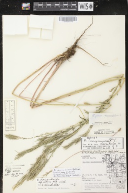 Erysimum hieracifolium image