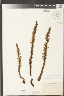 Aphyllon validum subsp. validum image
