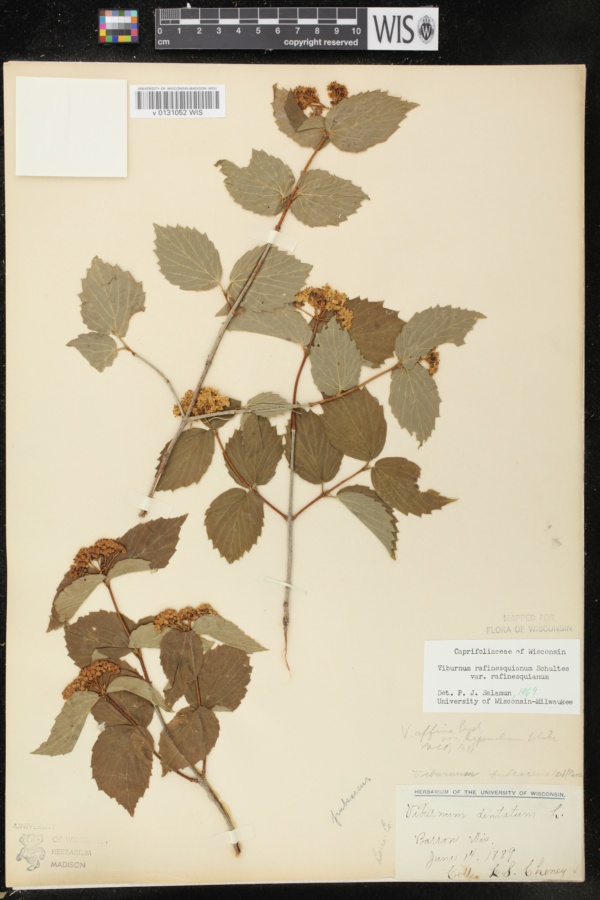 Viburnum rafinesquianum image