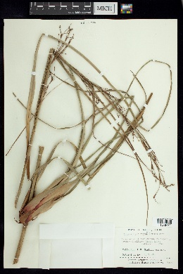 Lagenocarpus rigidus image