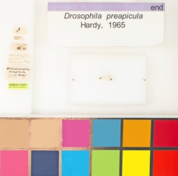 Drosophila preapicula image